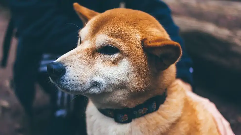 Dogecoin's 9% Swing Amid Fake Rumor of Mascot's Death Riles Up Crypto Enthusiasts