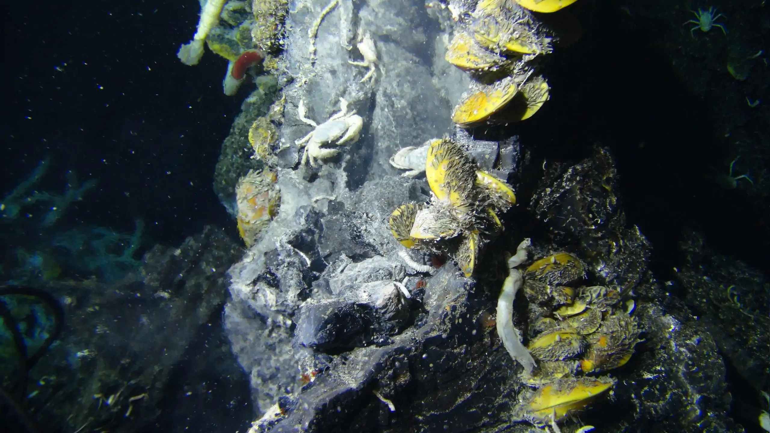 Unexpected New Species Discovered in a Deep-Sea Hydrothermal Vent Provides a Deeper Understanding of Bacterial Evolution