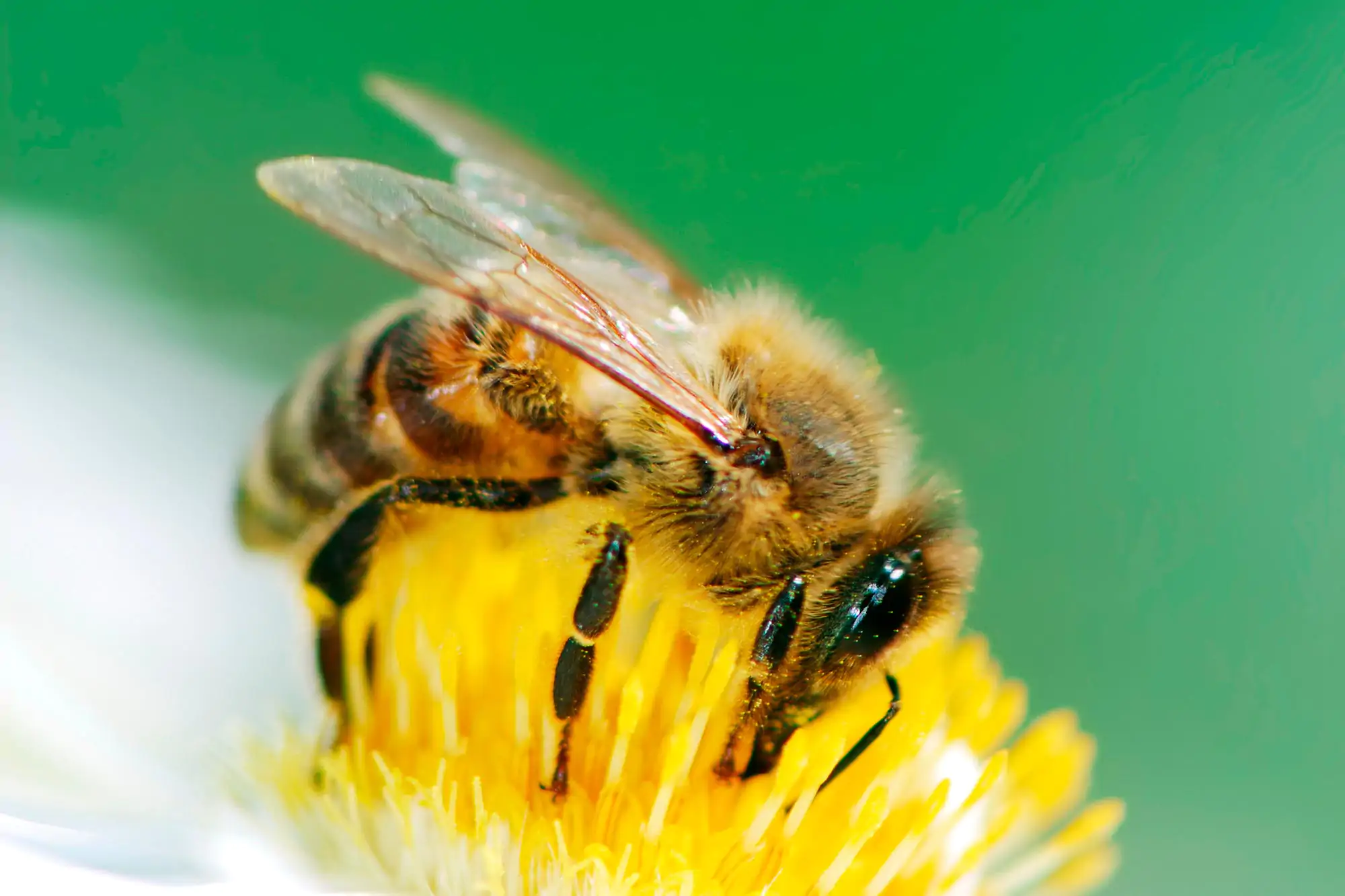 Decoding the Bee Gut: A Microbiological Marvel Unearthed
