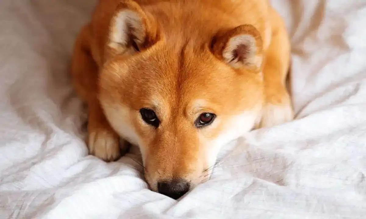 Shiba Inu Devs Reveal Layer 2 Project’s Beta Version to Release This Week